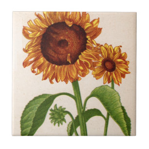 Solblommor Kakelplatta