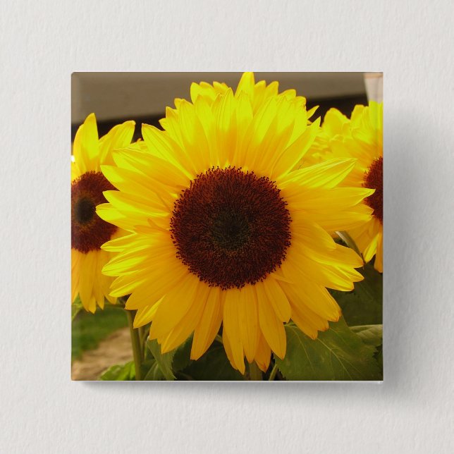 Solblommor Knapp (Framsida)