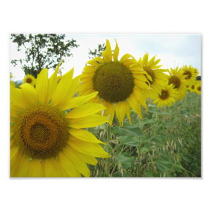 Solblommor Kodak Professionell Photo Papper (Satin Fototryck