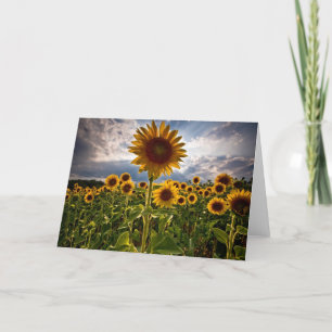 Solblommor Kort