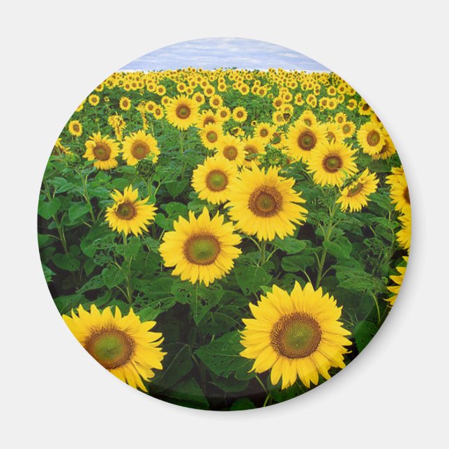 Solblommor Magnet (Framsidan)