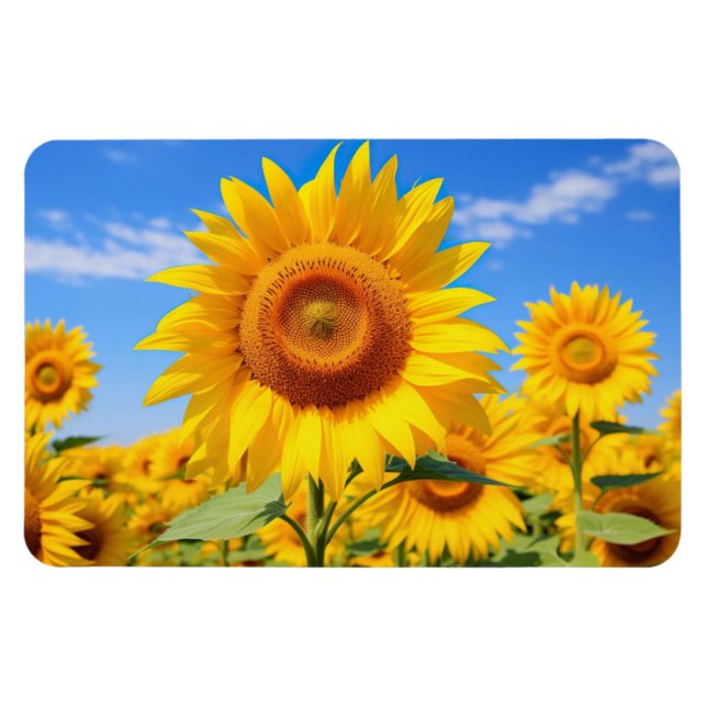 Solblommor Magnet (Horisontell)