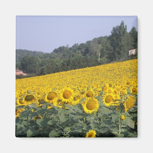 Solblommor, magnet (Framsidan)