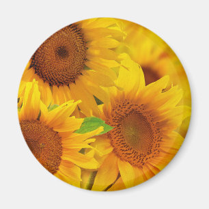 Solblommor Magnet