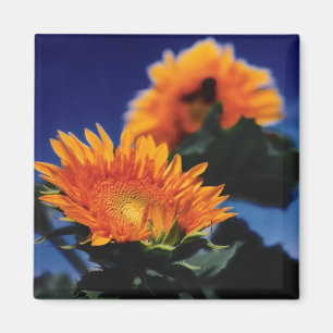 Solblommor Magnet