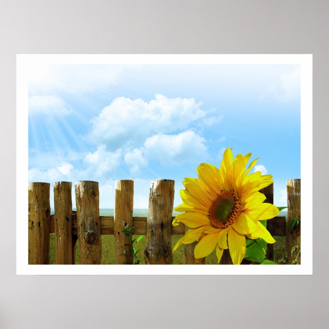 Solblommor med stängsel under Blå himmel Poster (Framsidan)