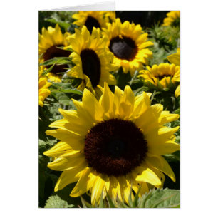 Solblommor OBS Kort