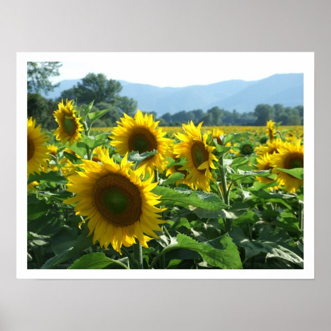 Solblommor och berg poster (Framsidan)