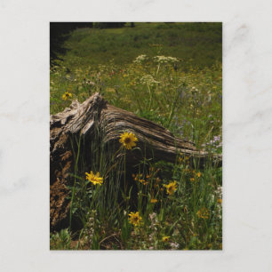 Solblommor och log vykort