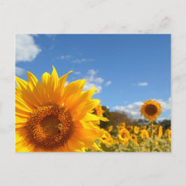 Solblommor och solsken vykort