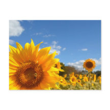 Solblommor och solsken