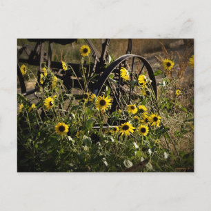 Solblommor och traktor vykort