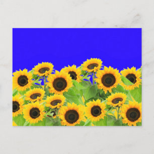 Solblommor Postcard Ukraina Flagga Färg Support Vykort