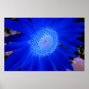 Solblommor Poster