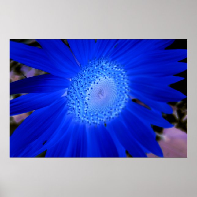 Solblommor Poster (Framsidan)