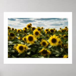 Solblommor Poster