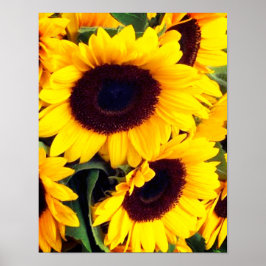 Solblommor Poster