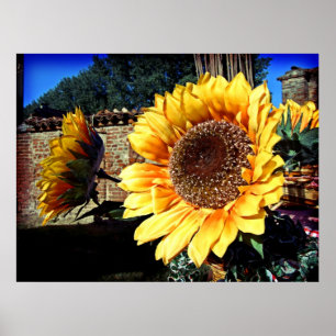 Solblommor Poster