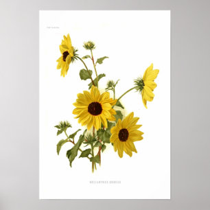 Solblommor Poster