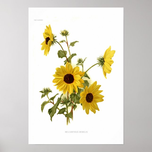 Solblommor Poster (Framsidan)