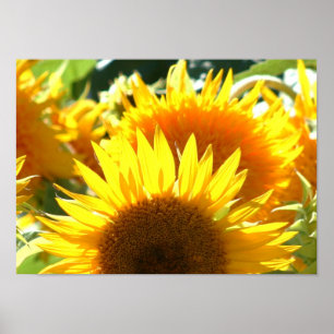 Solblommor Poster