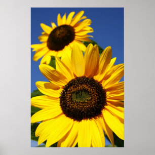 Solblommor Poster