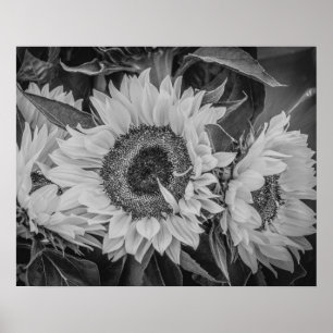 Solblommor Poster/skriver ut Poster