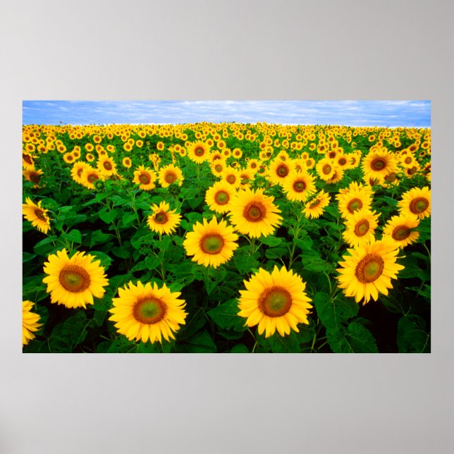 Solblommor Poster (STORE) (Framsidan)
