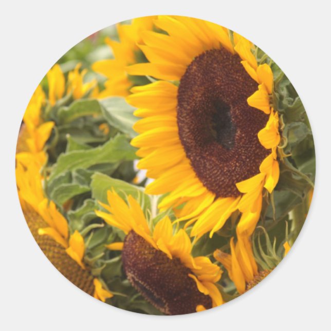 Solblommor Runt Klistermärke (Framsida)