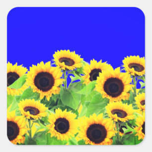 Solblommor Sticker Ukraina Flagga Färg - Frihet Fyrkantigt Klistermärke