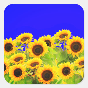 Solblommor Stickers Ukraina Flagga Färg - Frihet Fyrkantigt Klistermärke