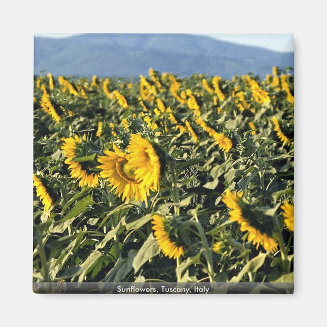Solblommor, Toscana, Italien Magnet (Framsidan)