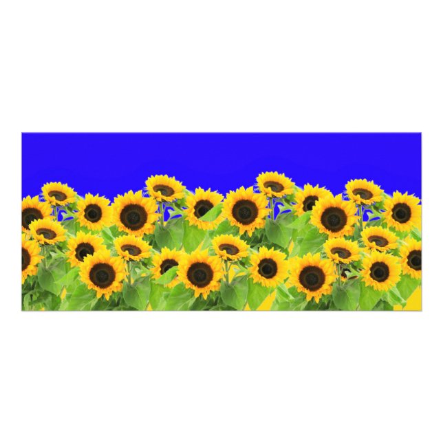 Solblommor - Ukrainas Flagga Peace Freedom Ukraina Reklamkort (Framsidan)