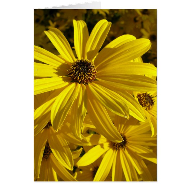 Solblommor vid djurparken hälsningskort (Framsidan)