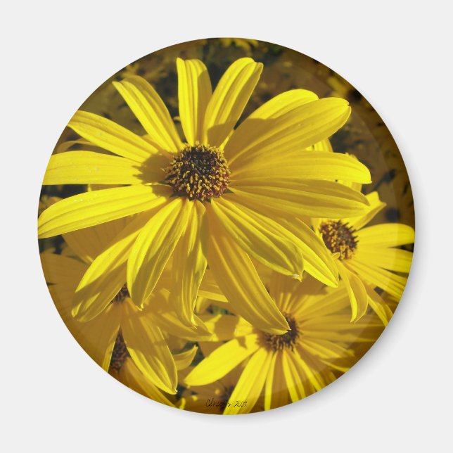 Solblommor vid djurparken magnet (Framsidan)