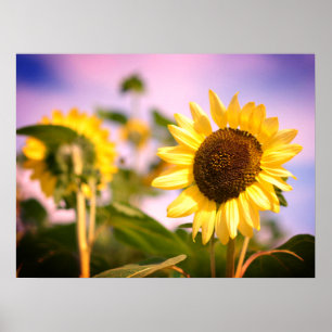 Solblommor vid RHS Wisley, Förenade kungariket Poster