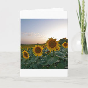Solblommor vid skymning poster vykort
