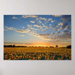 Solblommor vid Sunset 12x8 tum Poster