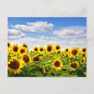 Solblommor Vykort