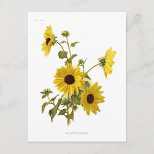 Solblommor Vykort