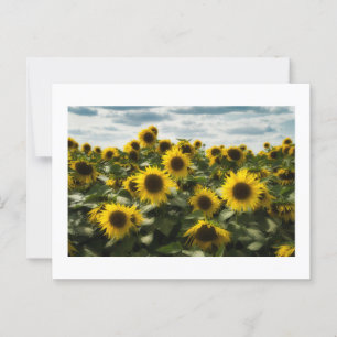 Solblommor Vykort