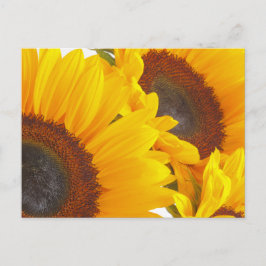 Solblommor Vykort