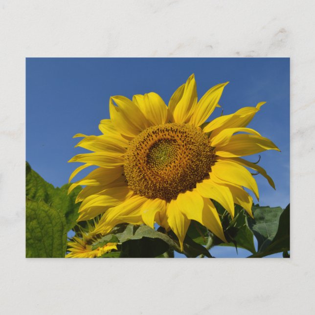 Solblommor Vykort (Framsida)