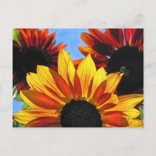 Solblommor Vykort
