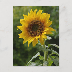 Solblommor Vykort