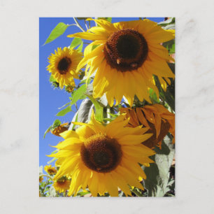 Solblommor Vykort