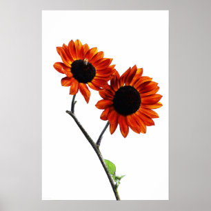 Solblommor wapa poster