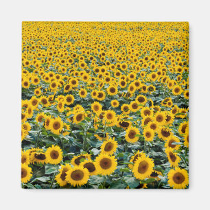 Solblommor, Wisconsin fält Magnet