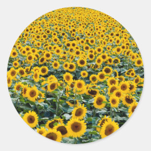 Solblommor, Wisconsin fält Runt Klistermärke