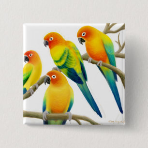 SolConure papegojor klämmer fast Knapp